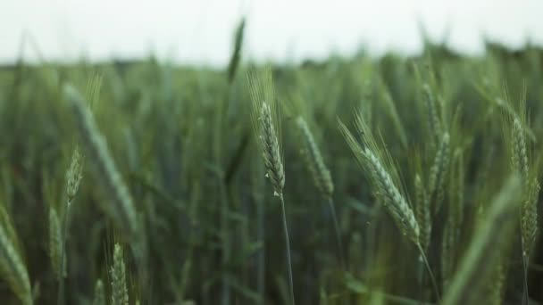 Šťavnaté Čerstvé Uši Mladé Zelené Pšenice Přírodě Jarním Letním Poli — Stock video