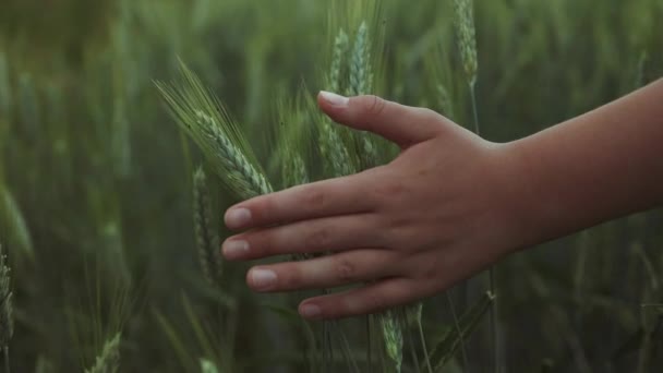人类的手在绿色的草地上移动 黄昏时 男人的手在麦田里摸着小麦子 男孩们在日落时用手触摸小麦 优质Fullhd影片 — 图库视频影像