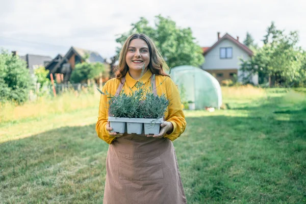 Счастливая Женщина Фермер Держит Пластиковую Коробку Свежими Цветочными Травами Лаванды — стоковое фото