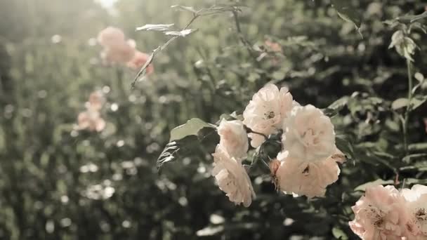 배경에 뿌옇게 분홍빛 이장미 정원에 — 비디오