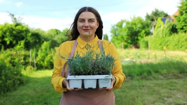 Mujer Feliz Agricultor Sosteniendo Caja Plástico Con Hierbas Flores Lavanda — Vídeos de Stock