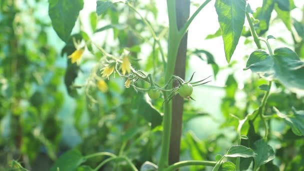 Tomatenplanten Groeien Een Grootschalige Kas Onder Gecontroleerde Omstandigheden Hoge Kwaliteit — Stockvideo