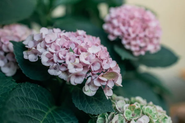 stock image Hydrangea is pink, blue, lilac, violet, purple flowers are blooming in spring and summer at sunset in town garden. High quality photo