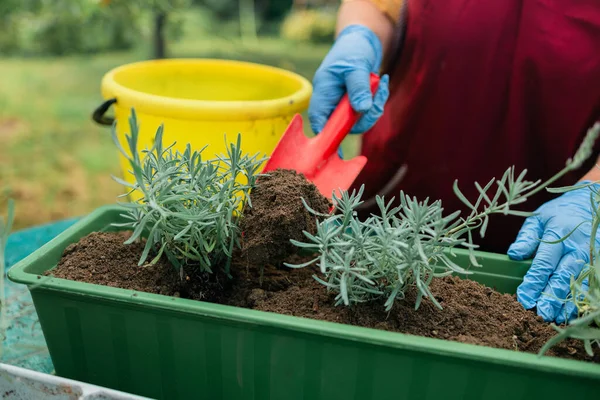 Conceito Jardinagem Happy Mãos Femininas Transplantes Lavanda Planta Plástico Panela — Fotografia de Stock