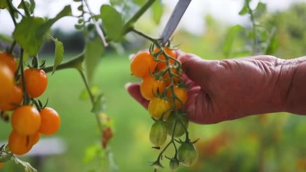 Zbliżenie Pruner Dłoni Kroi Dojrzałe Żółte Pomidory Kroję Pomidory Używając — Wideo stockowe