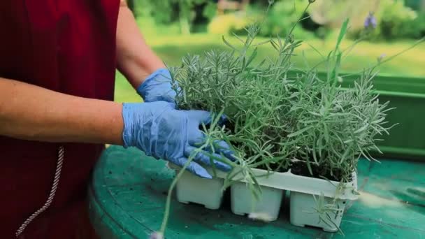 Kertészeti Koncepció Boldog Évekbeli Női Kéz Transzplantáció Levendula Növény Műanyag — Stock videók