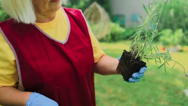 Tuinieren Concept Happy 60S Vrouwelijke Handen Transplanteert Lavendelplant Plastic Lange — Stockvideo