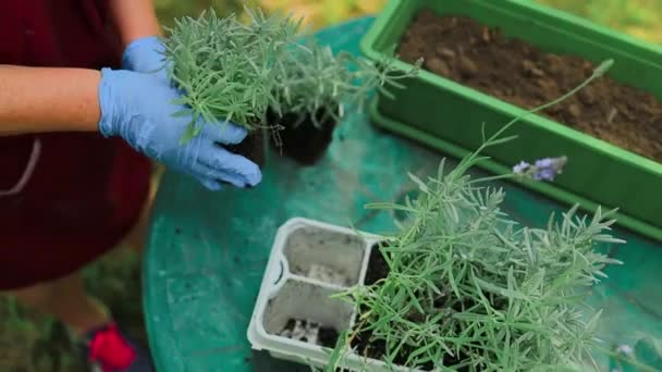 Trädgårdskoncept Lyckligt Tal Kvinnliga Händer Transplantat Lavendel Växt Plast Lång — Stockvideo