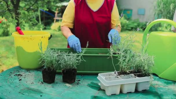 园艺概念 快乐的60年代女性手移植薰衣草植物到塑料长壶室外 高质量的照片 — 图库视频影像