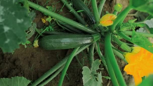 菜园里长着幼小的胡瓜 有机健康食品的培育 植物的天然背景 优质Fullhd影片 — 图库视频影像