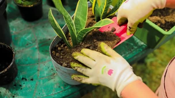 园艺概念 快乐的60年代女性手移植到塑料长壶里 浇灌室外浇灌盆中的花朵 高质量的照片 — 图库视频影像