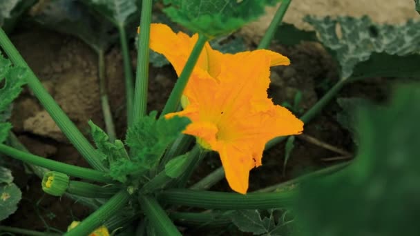 菜园里长着幼小的胡瓜 有机健康食品的培育 植物的天然背景 优质Fullhd影片 — 图库视频影像