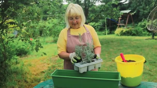 園芸の概念 幸せな60年代の女性の手は屋外のプラスチック製の長い鍋にラベンダー植物を移植する 高品質の写真 — ストック動画