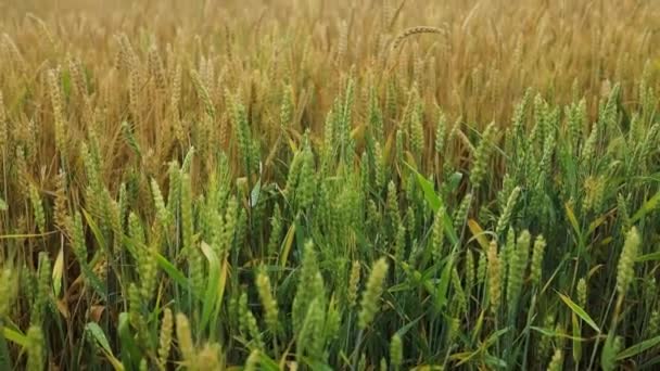 ウィート フィールド 小麦の耳が近づいている 収穫と収穫のコンセプト 高品質のフルHd映像 — ストック動画