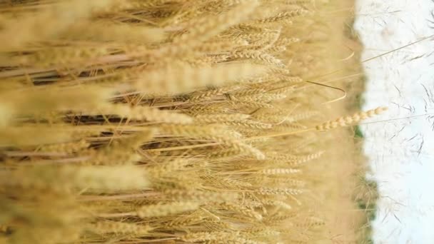 Close Wheat Ears Light Wind Sunny Day Golden Wheat Field — стоковое видео