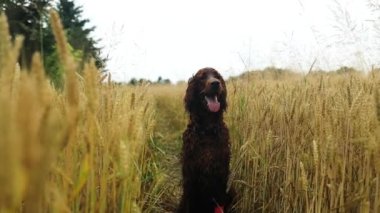 Irish Setter dog with his tongue sticking out, breathing heavily after running in a wheat field against foliage sunset light bokeh background. High quality FullHD footage. High quality FullHD footage