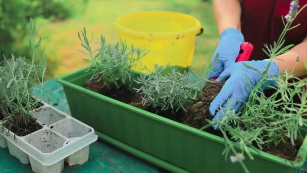 Concepto Jardinería Happy 60S Manos Femeninas Trasplantes Planta Lavanda Plástico — Vídeos de Stock