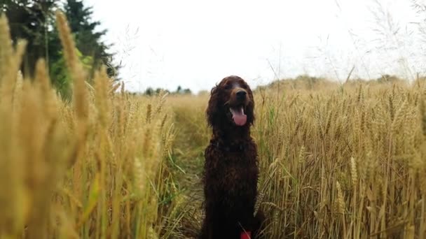Irish Setter Dog His Tongue Sticking Out Breathing Heavily Running — Vídeos de Stock