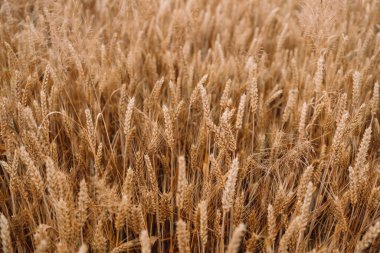 Wheat Field. Ears of wheat close up. Harvest and harvesting concept. Summer time. Grain deal. 