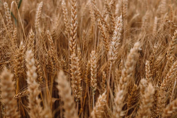 Wheat Field. Ears of wheat close up. Harvest and harvesting concept. Summer time. Grain deal. 
