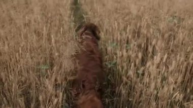 Irish Setter dog with his tongue sticking out, breathing heavily after running in a wheat field against foliage sunset light bokeh background. High quality FullHD footage. High quality FullHD footage