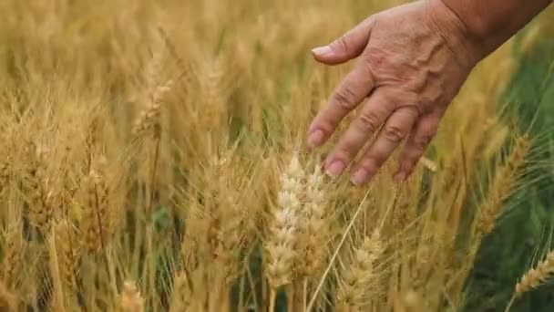 Kadın Çiftçi Bir Buğday Tarlasında Yürüyor Sarı Buğday Başaklarına Elleriyle — Stok video