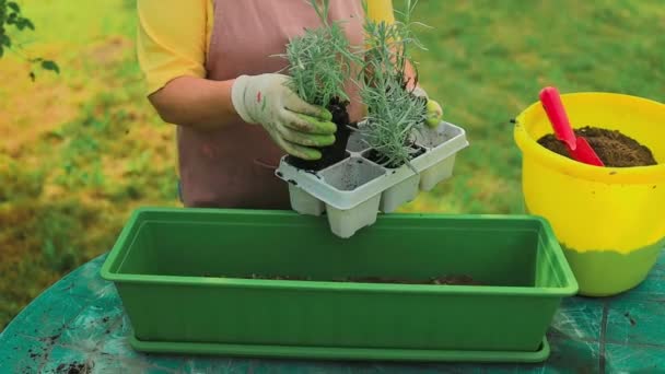 Trädgårdskoncept Lyckligt Tal Kvinnliga Händer Transplantat Lavendel Växt Plast Lång — Stockvideo