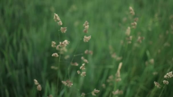 Hareketin Güzel Arka Planı Yaz Rüzgarında Buğday Tarlasını Bulanıklaştırdı Yüksek — Stok video