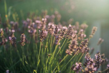 Flowers at sunset rays in the lavender fields in the mountains. Beautiful image of lavender over summer sunset landscape. High quality photo