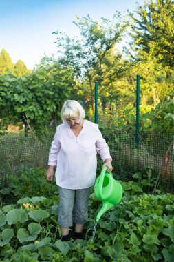 growing vegetables in your farm. Senior woman in the summer from watering water pours cucumbers in the greenhouse. High quality photo