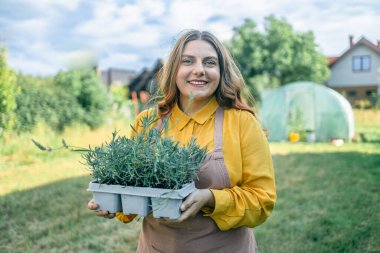 Mutlu kadın çiftçi elinde plastik kutu taşrada taze lavanta çiçeği otları tutuyor. 
