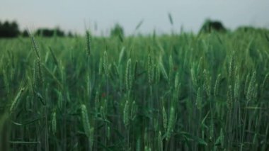 Bahar mevsiminde doğada taze taze taze buğday ve yazı geçirmek için boş yeri olan makroyu yakın plan çekiyoruz. Yüksek kalite fotoğraf