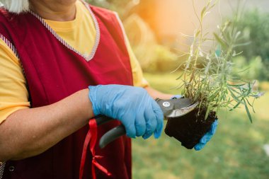 Fransız lavantasıyla ilgilenmek ve büyümek. Eldivenli bir bahçıvanın elleri, lavanta kabını budama makinesiyle kesiyor. Fransız lavanta bitkilerinin bakımı ve yetiştirilmesi. Yüksek kalite fotoğraf