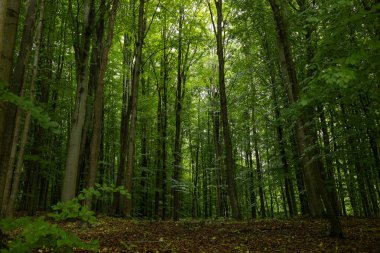 Sihirli peri masalı ormanı. Yeşil yosun kaplı kozalaklı orman. Mistik atmosfer. Yüksek kalite fotoğraf