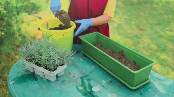 Spring Hobby Pretty Caucasian Senior Woman Transplanting Green Plastic Flower — Stock Video