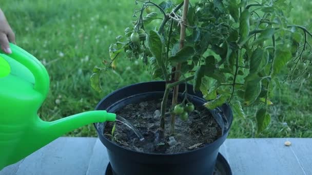 Jardinero Riego Planta Planta Plántulas Tomate Arbusto Creciendo Brote Tomate — Vídeo de stock