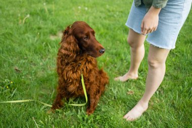 İrlanda yerleşimci köpek yavrusu yaz parkında itaat eğitimi sırasında