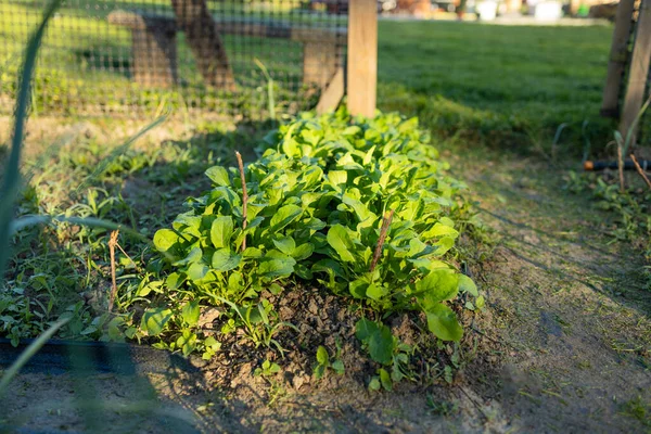 Pěstování Ředkviček Salát Kopru Cilantro Venku Slunečním Světle Zemědělství Pěstování — Stock fotografie