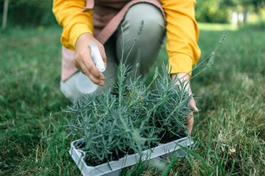 Mutlu kadın çiftçi elinde plastik kutu taşra tarlasında taze lavanta çiçeği otları tutuyor. Çiftçi el sulama güzel lavanta. Yüksek kalite fotoğraf