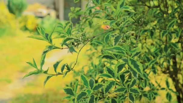 Sluiten Groene Bladeren Wind Zwaaien Lente Ochtend Helder Lichtgroen Bush — Stockvideo