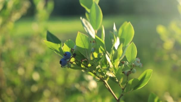 落日的蓝莓灌木 有机成熟的肉质浆果 刚刚准备好采摘 蓝莓植物生长在花园的田里 蓝莓挂在树枝上 有机健康食品 — 图库视频影像