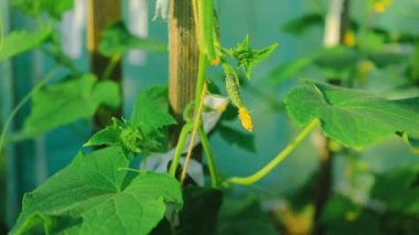 Serada olgun bir salatalık. Bahçede salatalık. Salatalık yetiştiriyorum. Yüksek kaliteli FullHD görüntüler