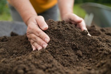Dişi eller sahada toprağa dokunuyor. Bitki veya bitki tohumu yetiştirmeden önce toprak sağlığını kontrol eden bir çiftçi eli. İş ya da ekoloji konsepti. Yüksek kalite fotoğraf