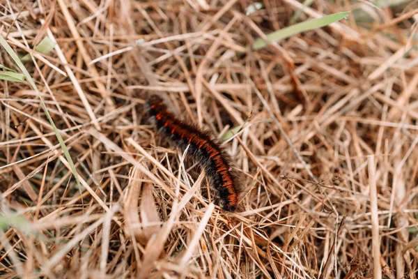 Caterpillar Crawling Ground Mountain High Quality Photo — Stock Photo, Image