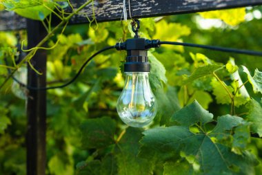 Üzüm bağına ampul asmak. Dağ yamaçlarındaki üzüm bağlarının üstündeki şenlikli ışıklandırma. Yüksek kalite fotoğraf
