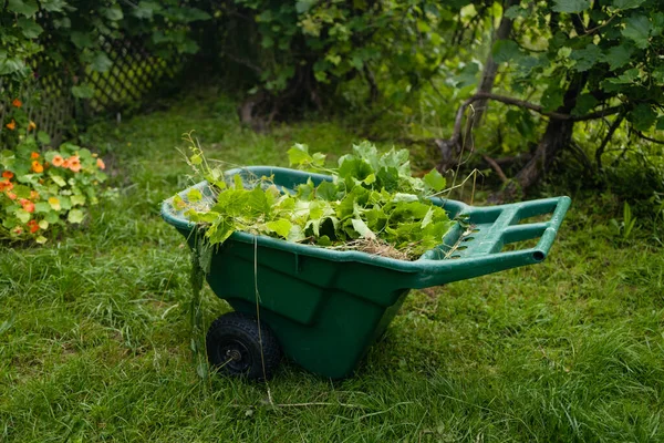 Gardening work in a summer garden, green wheelbarrow full of weeds. High quality photo