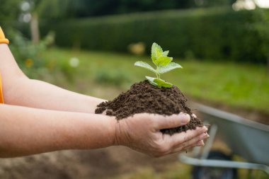 Genç bitkilerle dolu bol toprakları tutan kişinin eli. Organik çiftliğe ekmeden önce toprak sağlığını kontrol eden bir çiftçi. Yeşil Dünya Günü 'nü düşün. Yüksek kalite fotoğraf