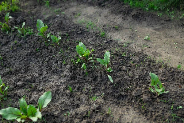 Young sprouts in the garden. Beet shoots neatly thinned out in the sun. The leaves are turned towards the morning light. High quality photo