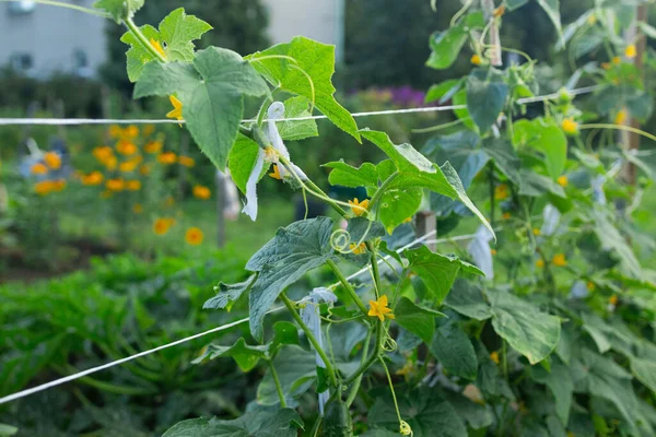Cucumber Seedlings Grown Greenhouse Blooming Young Cucumbers High Quality Photo — Stock Photo, Image