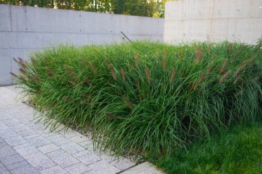 Avustralya yerlisi yeşil lomandra longifolia tanika otu veya sepet otu. Seçici odaklanma. Yeşil duvar arkaplanı. Doğa ya da ekoloji kavramı